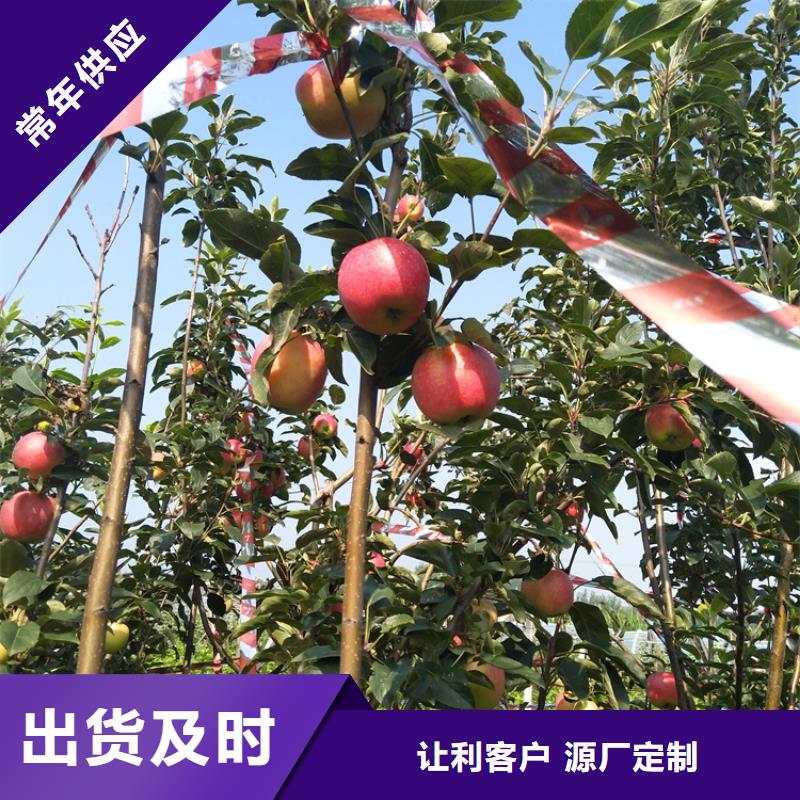 矮化苹果苗量多优惠/轩园园艺场本地生产厂家