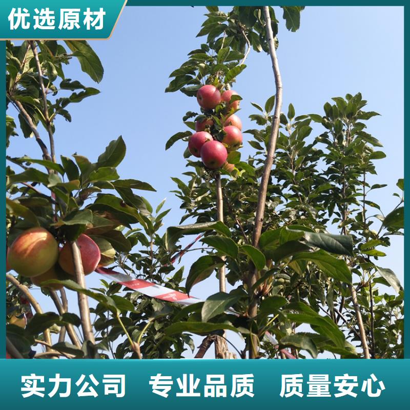 矮化苹果苗多少钱一棵/轩园园艺场优选原材