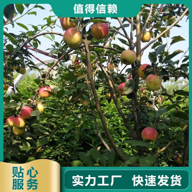 苹果树苗适合种植地区/轩园园艺场舟山