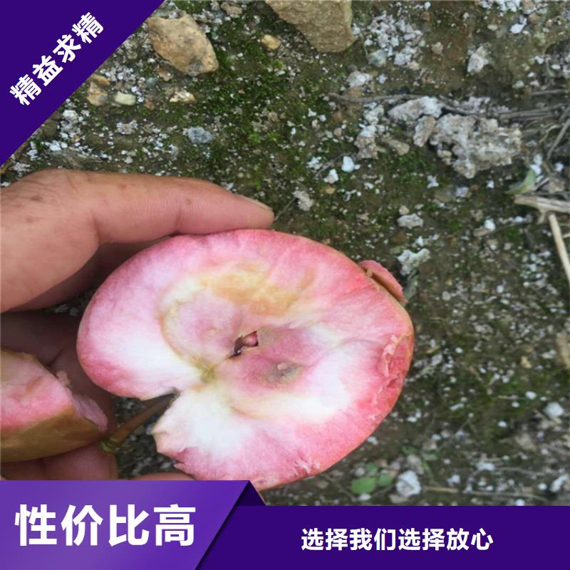 新品种苹果树苗当年结果树同城生产厂家