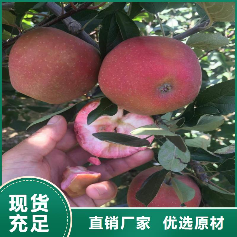 红肉苹果树苗一亩地栽多少棵/轩园园艺场惠州