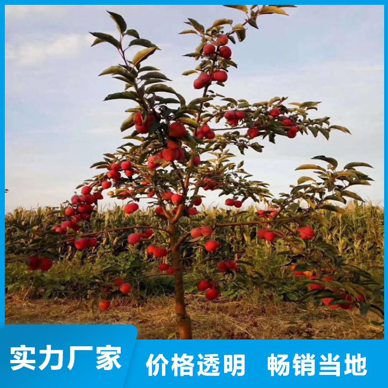 水蜜桃苹果树苗全国发货/轩园园艺场沧州