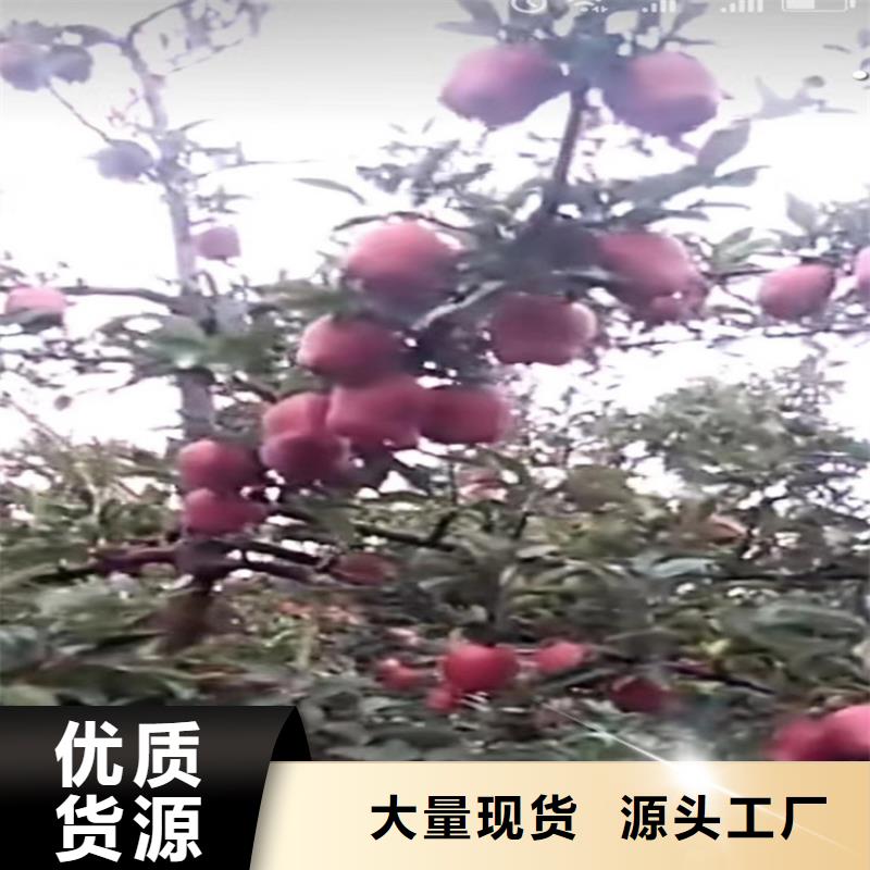 苹果树采摘园/轩园园艺场热销产品