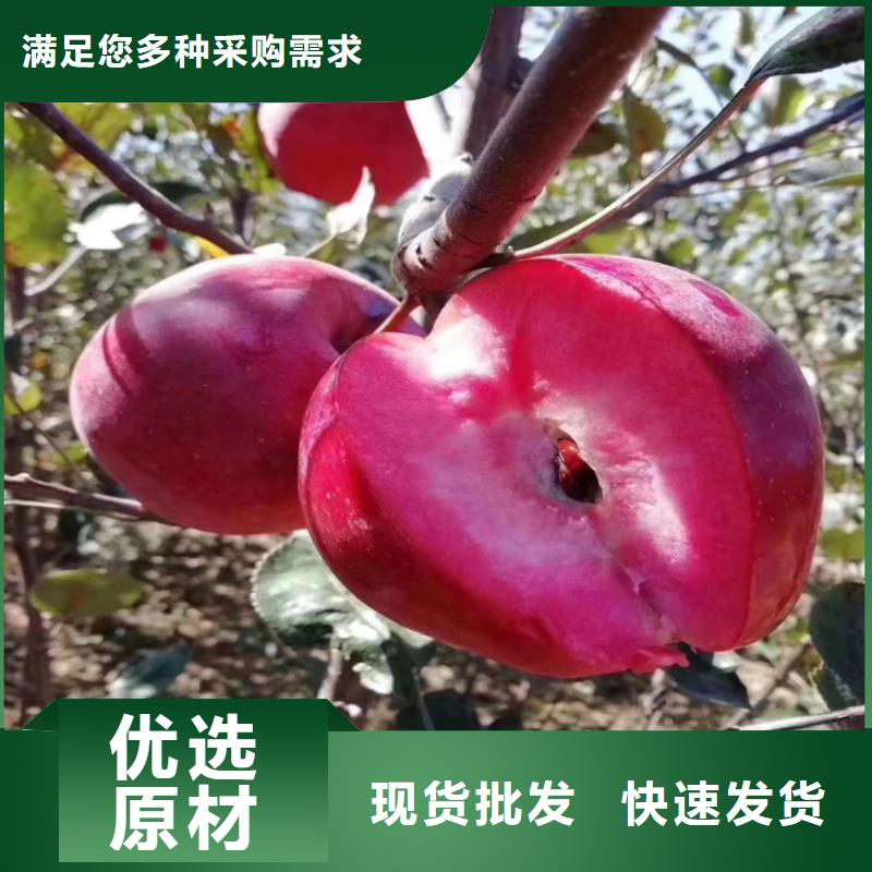 红富士苹果苗量多优惠/轩园园艺场钦州