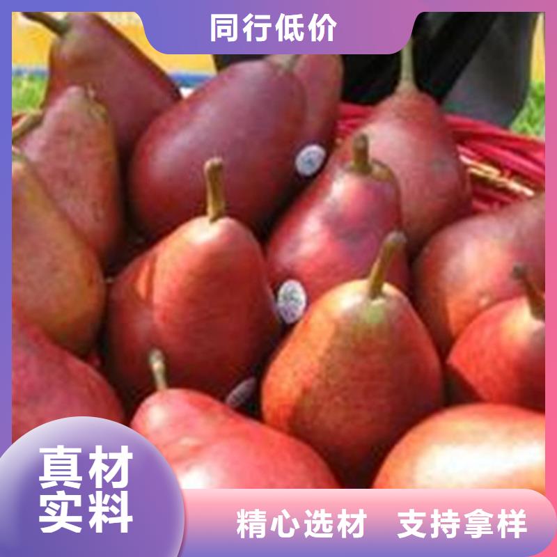 早酥红梨苗种植基地黔东南