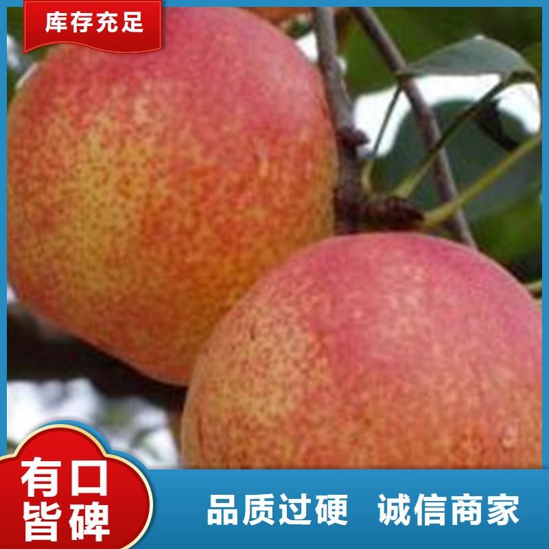 秋月梨树苗经济效益荆州