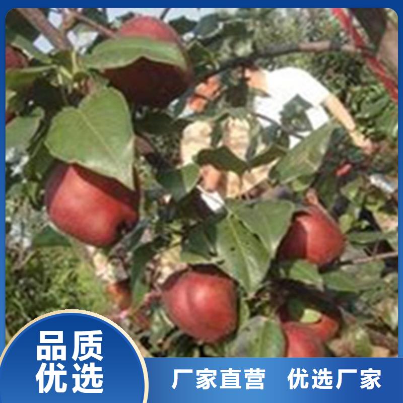 红梨树苗当年结果树专注生产N年