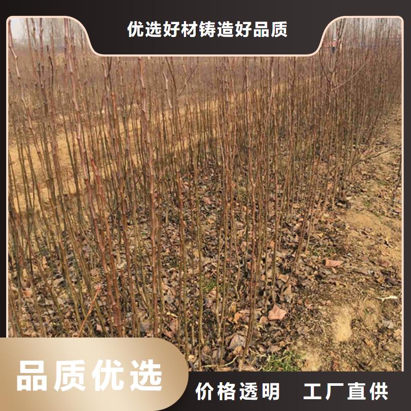 三红梨树苗产量多少保山
