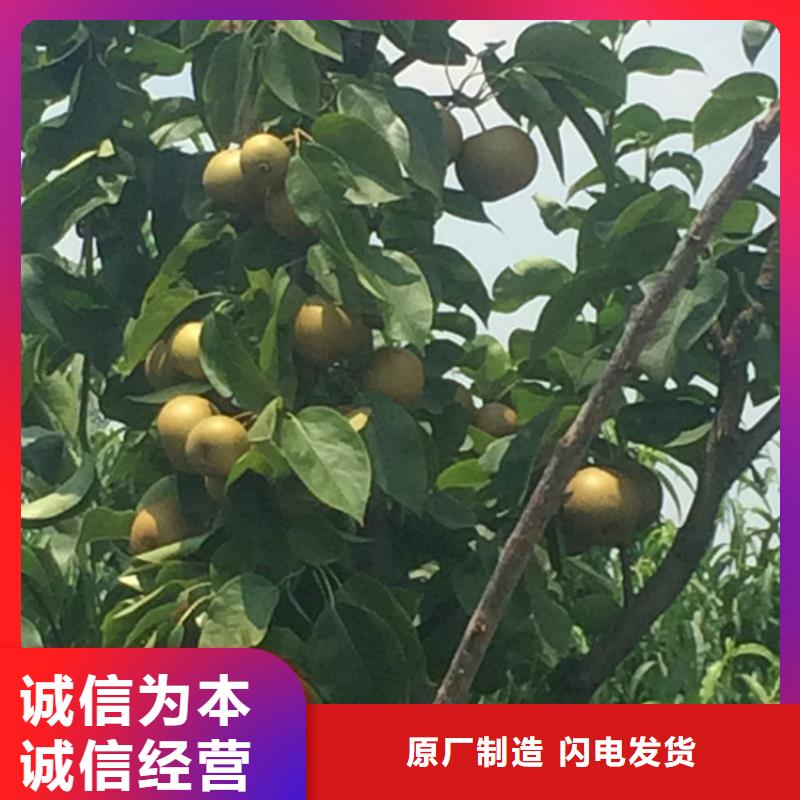 三红梨树苗适合种植地区黔东南