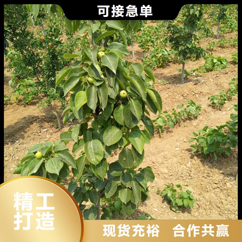 早酥红梨苗产量多少/轩园园艺场晋城
