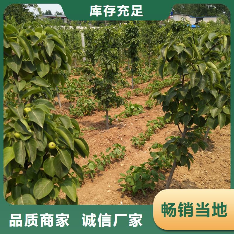 红梨苗种植基地用品质赢得客户信赖