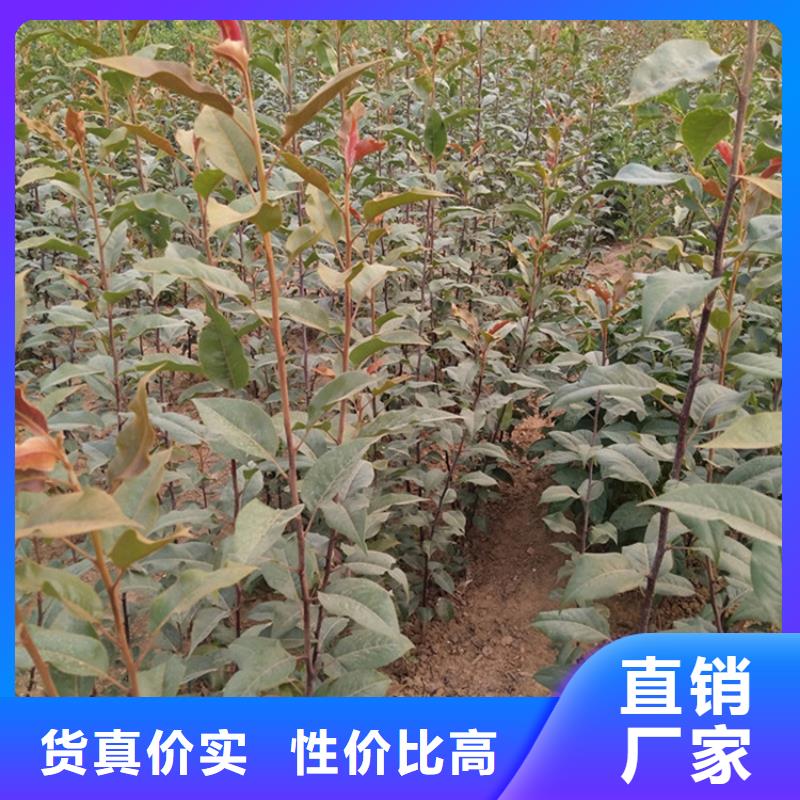 三红梨树苗经济效益丽江