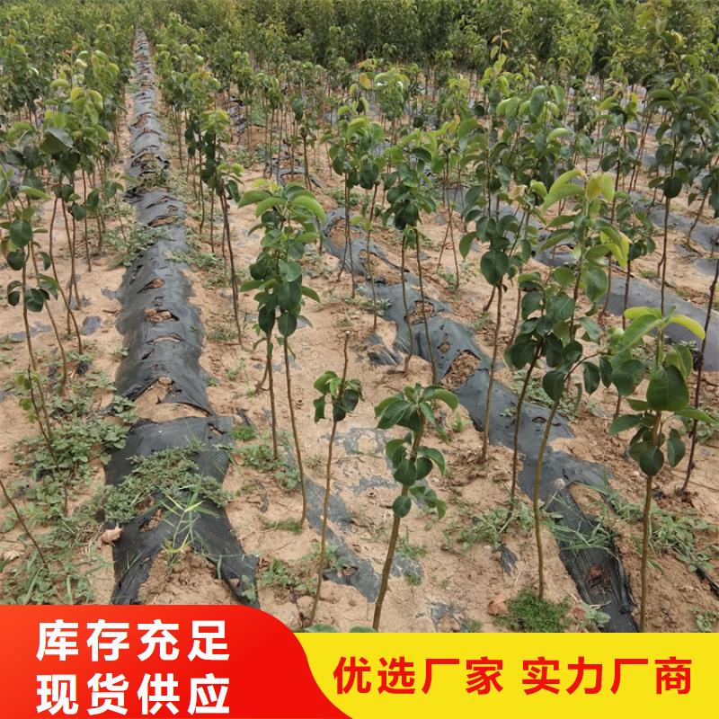 三红梨树苗种植基地工厂现货供应
