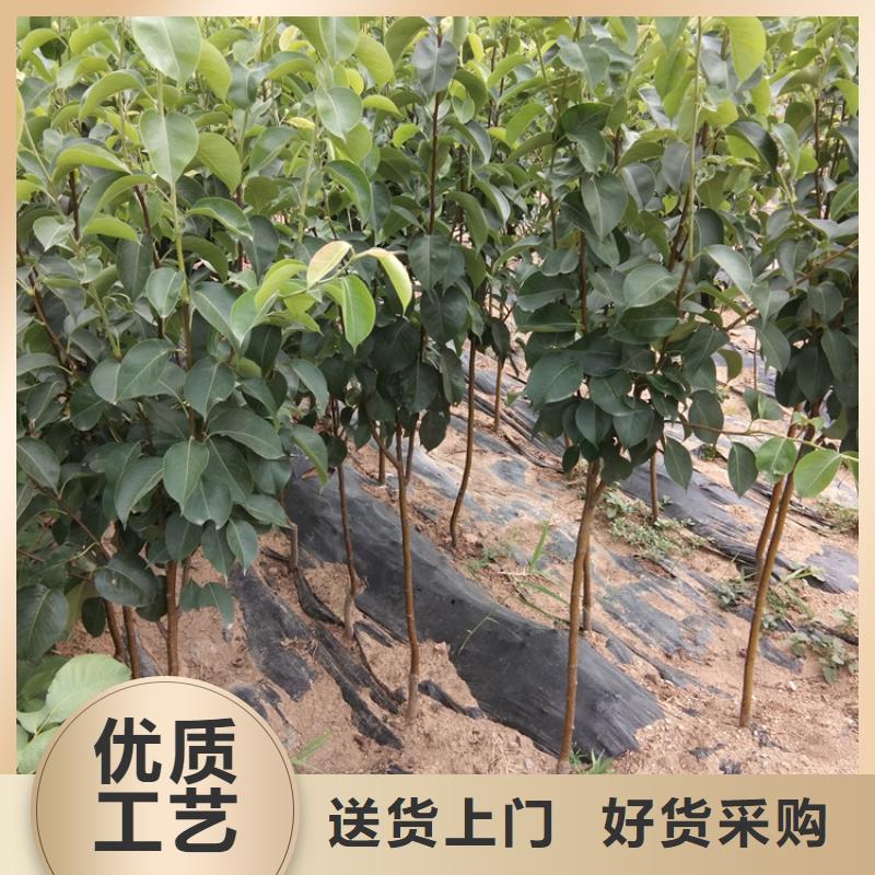 彩虹梨树苗种植基地使用方法