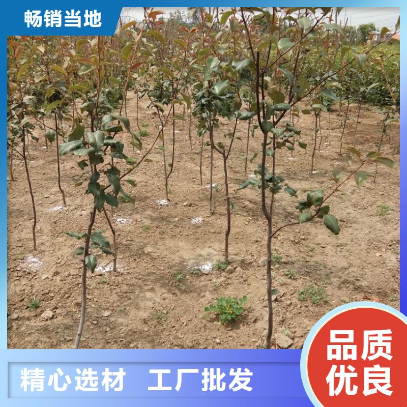 红梨树苗种植管理技术产地直销
