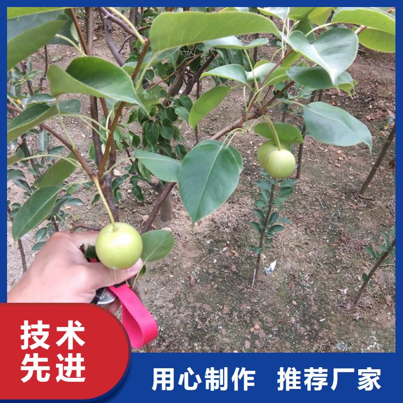 红梨树苗种植管理技术绵阳
