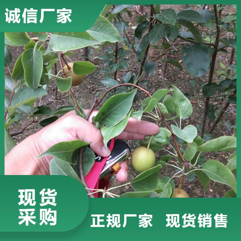 彩虹梨树苗种植技术来图定制
