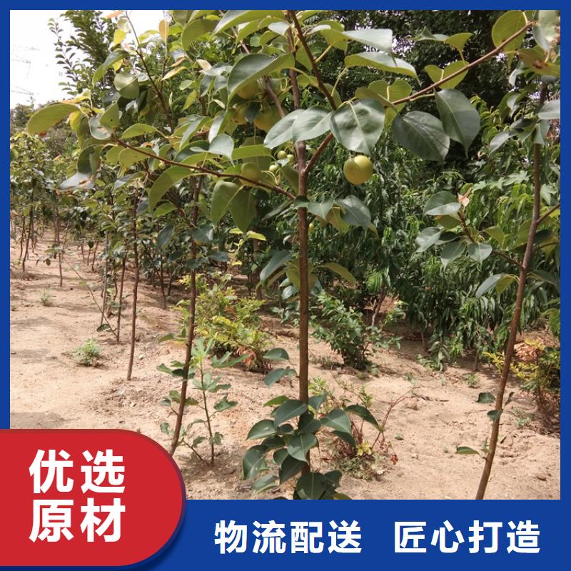 红梨树苗种植管理技术遂宁