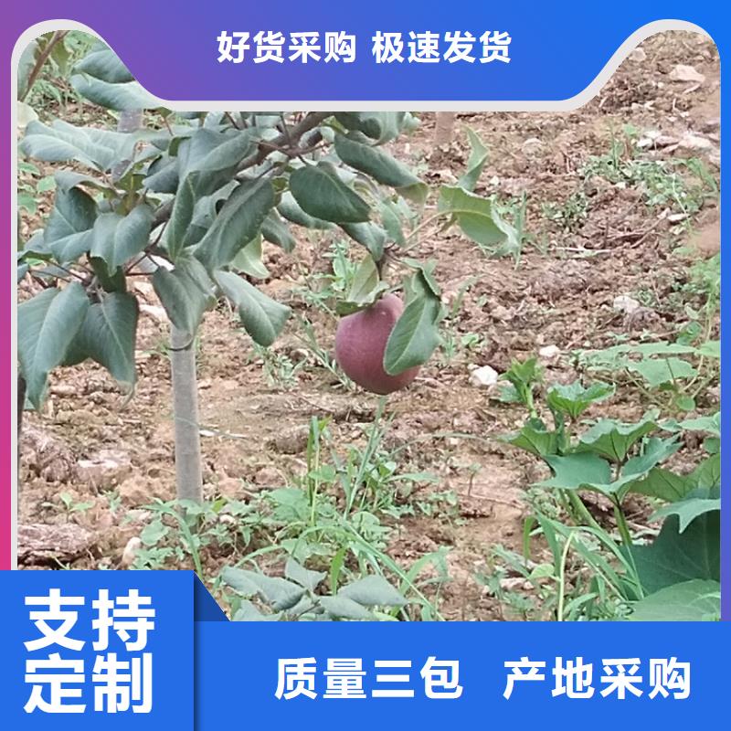 彩虹梨树苗一亩地栽多少棵荆州