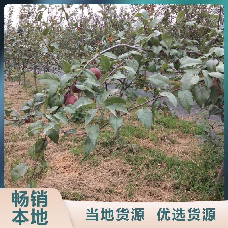 三红梨树苗种植基地质量优选