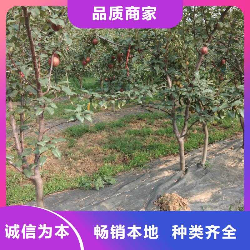 彩虹梨树苗适合种植地区产地批发