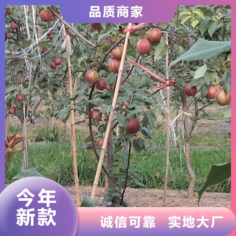 早酥红梨苗适合种植地区迪庆