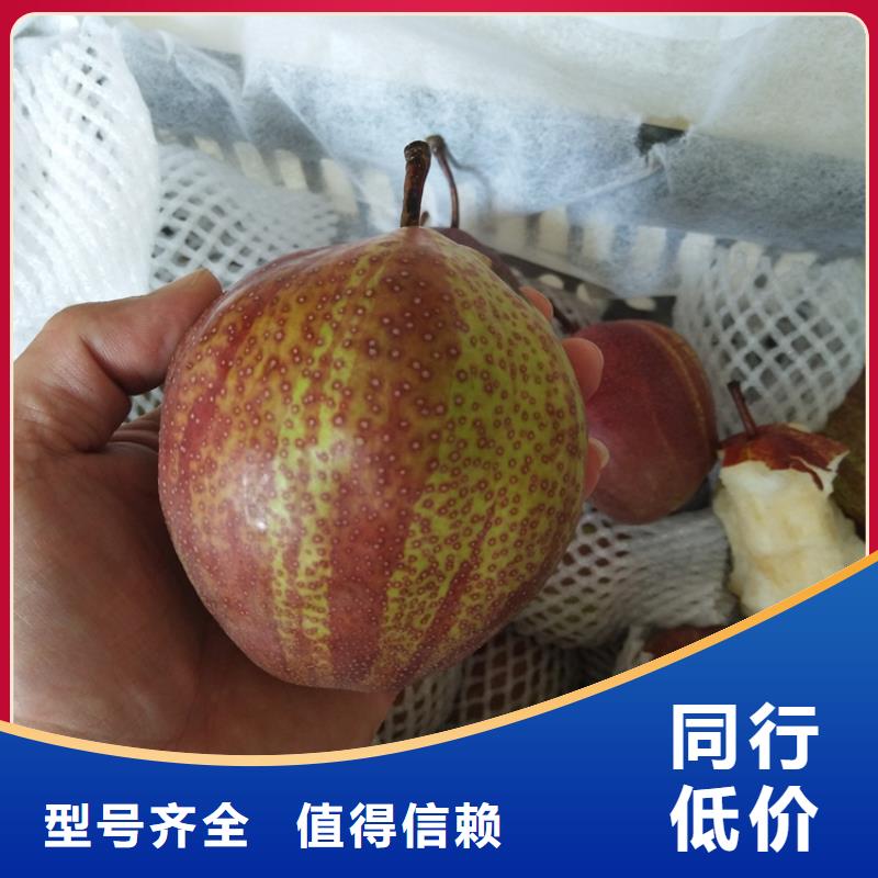 三红梨树苗经济效益定制速度快工期短