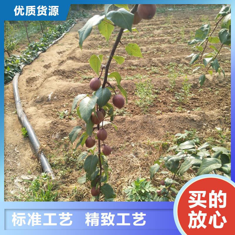 三红梨树苗适合种植地区本地经销商