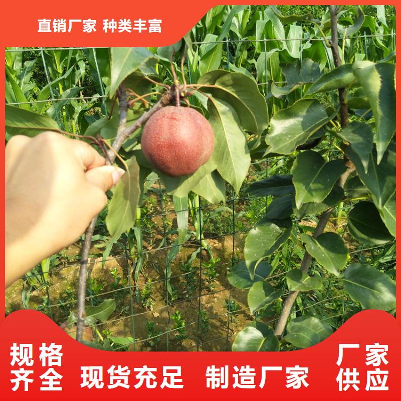 红梨树苗量多优惠当地生产商