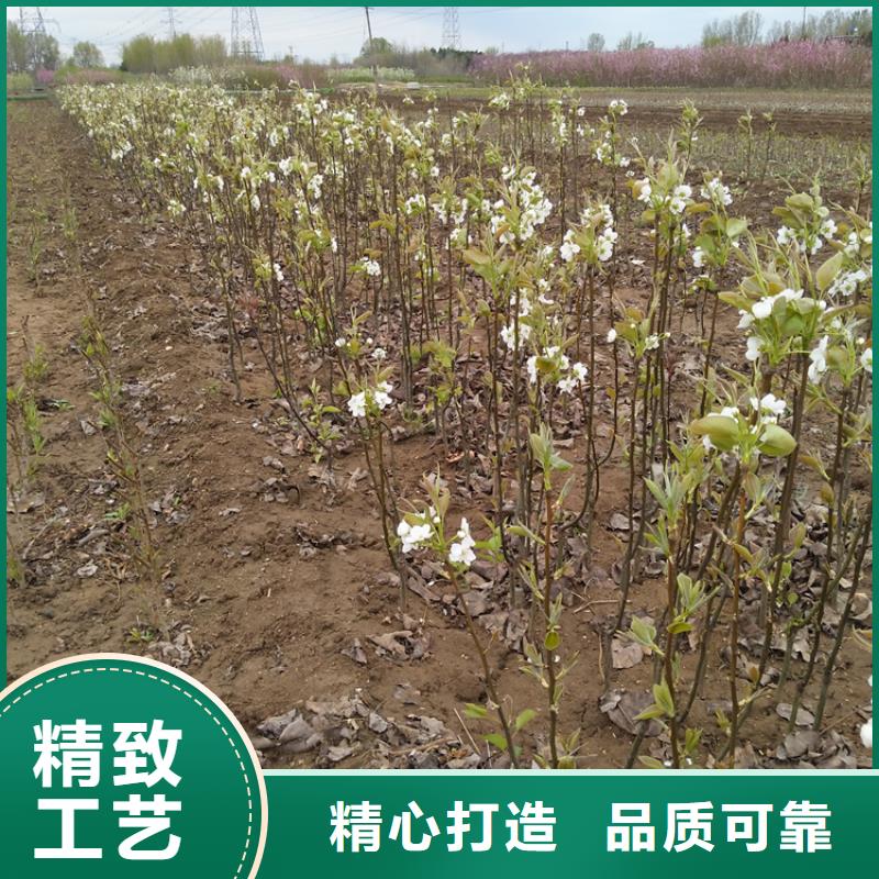 红梨树苗成活率高上海