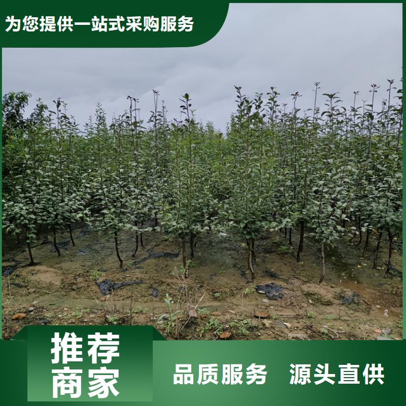 红梨苗种植技术自贡