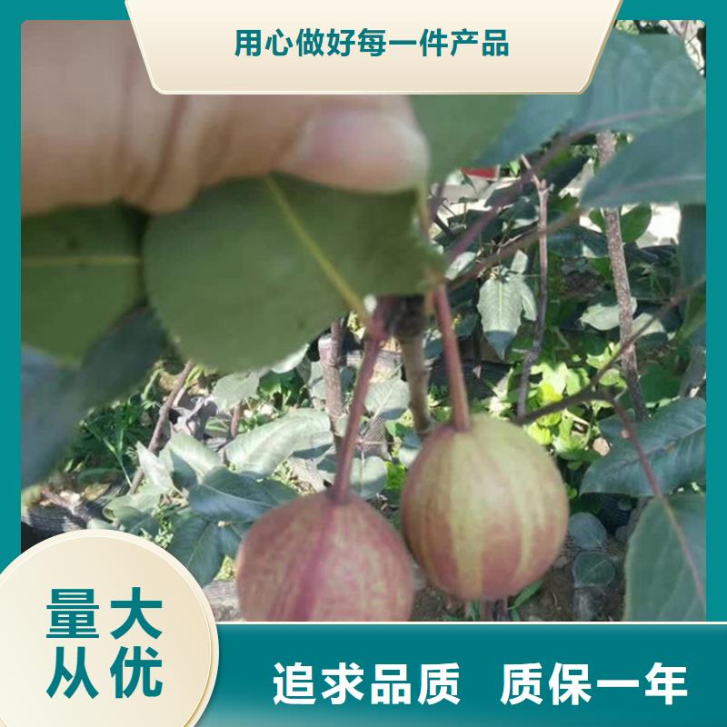 红梨树苗量大从优质量安全可靠