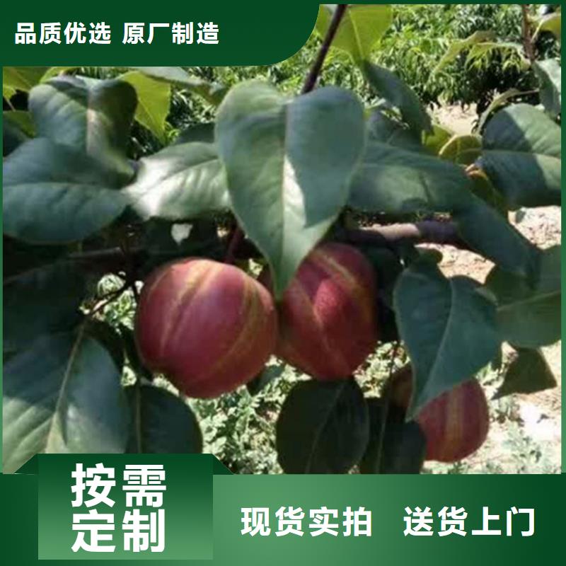 彩虹梨树苗适合种植地区品质之选