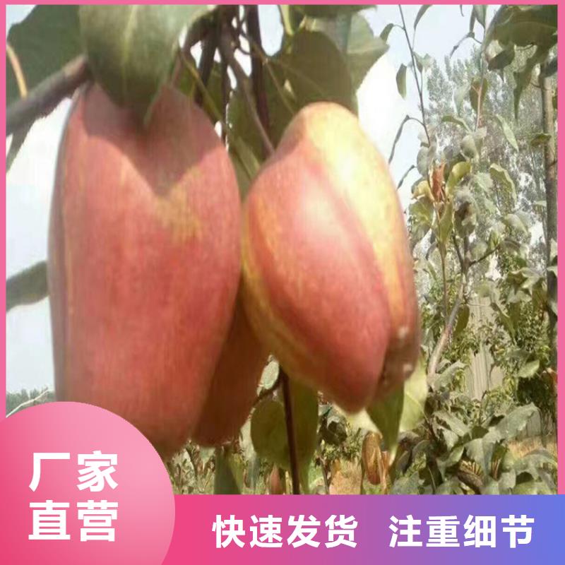 三红梨树苗种植技术昭通