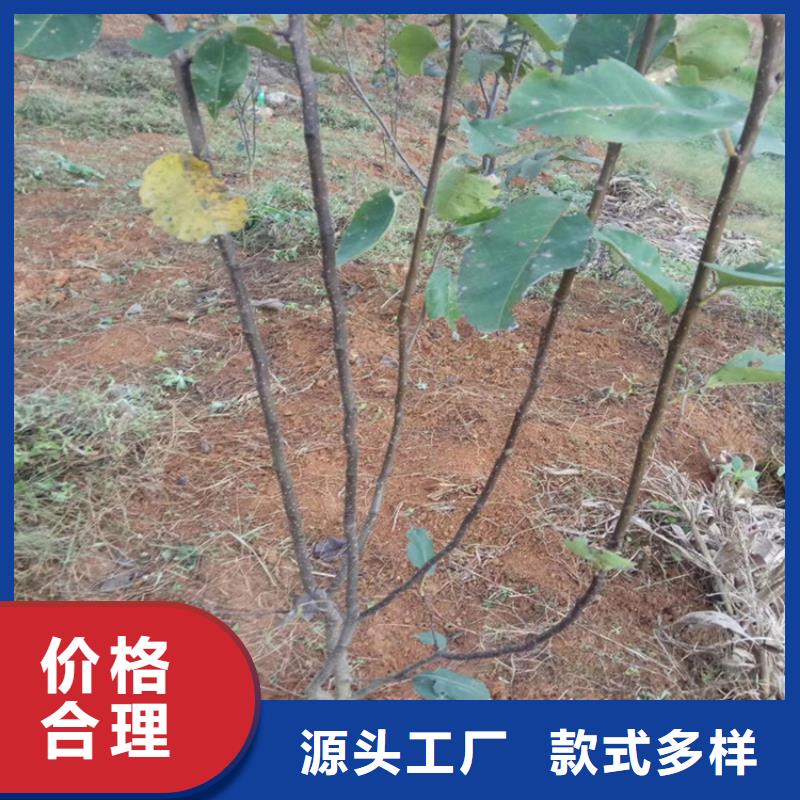 红梨苗种植技术广安