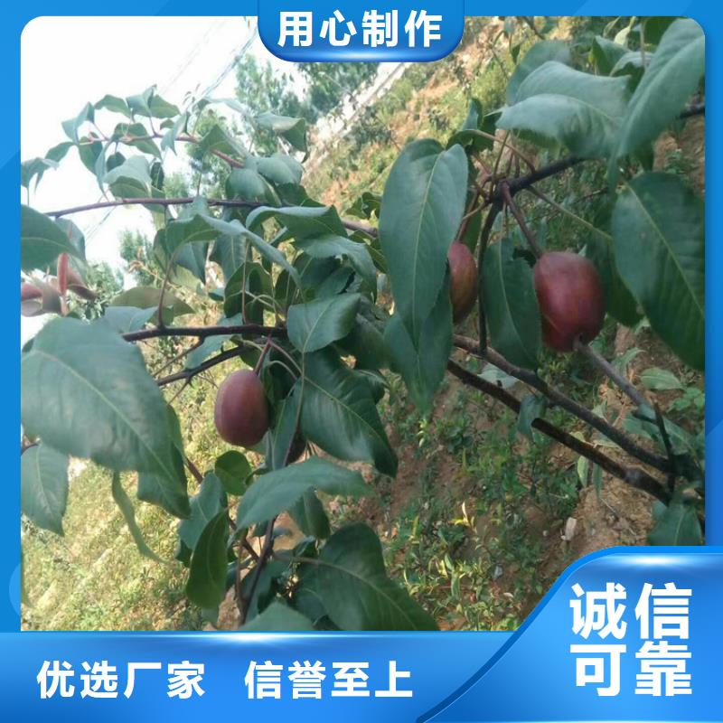 彩虹梨树苗适合种植地区武汉