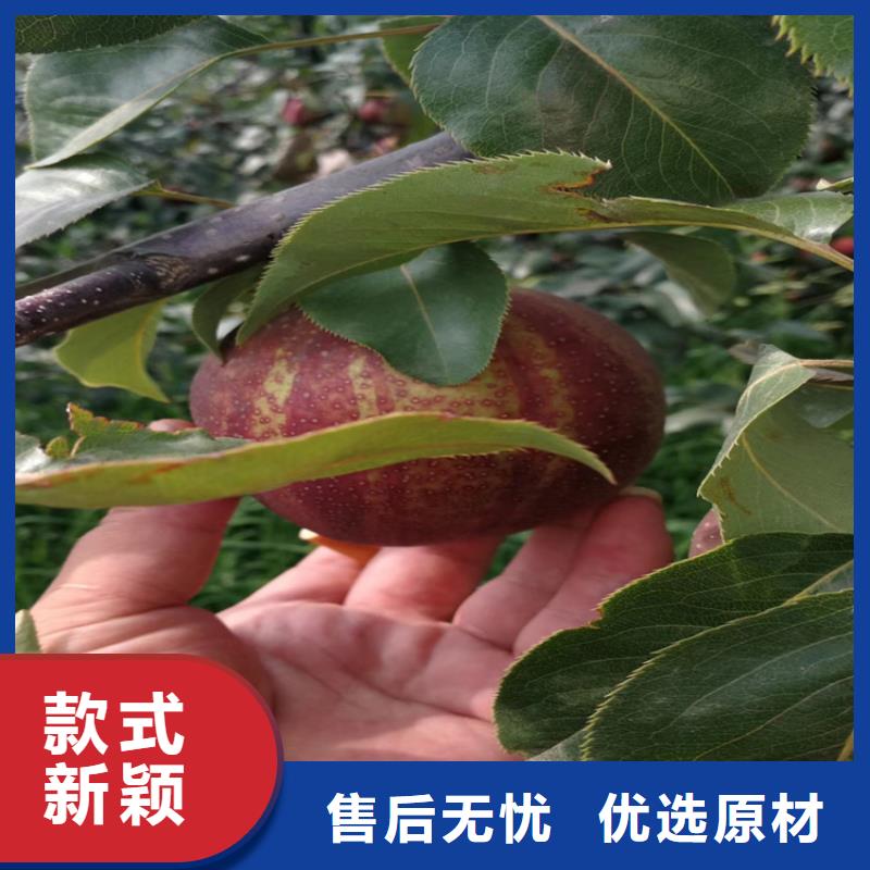 红梨苗种植管理技术乐山