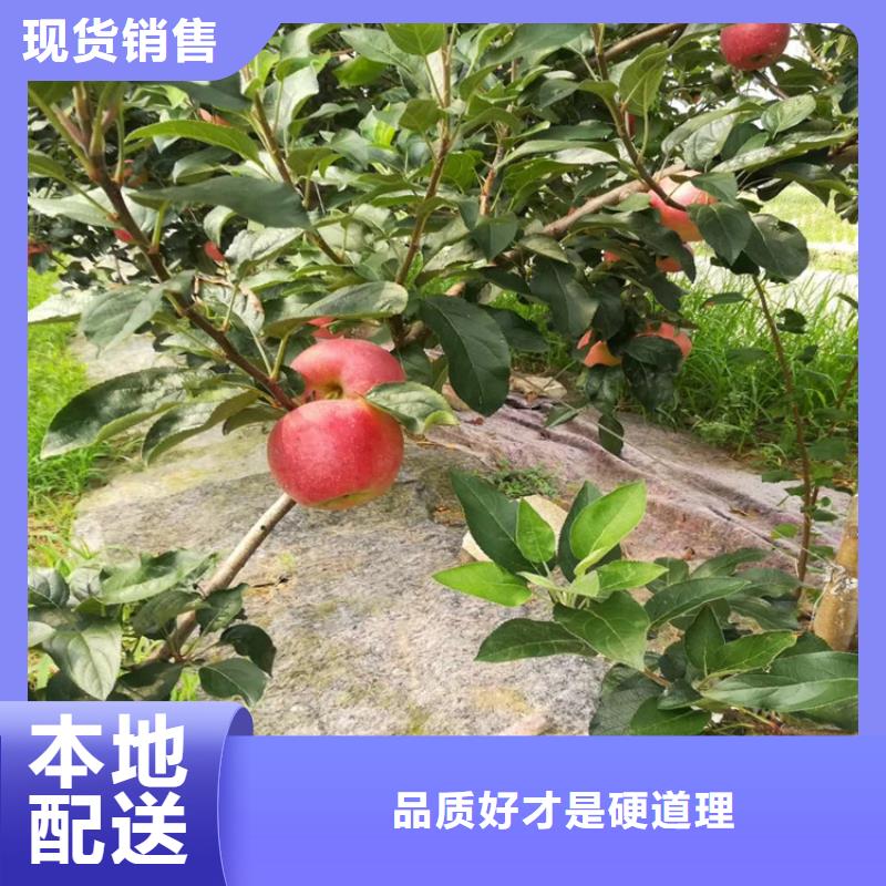 早酥红梨苗适合种植地区品质保证