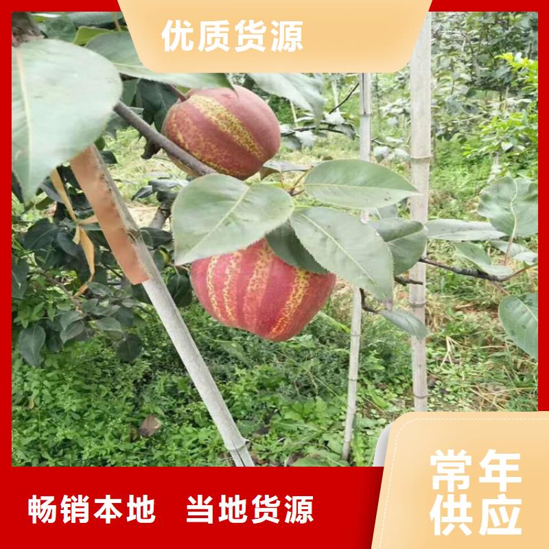 彩虹梨树苗产量多少应用广泛