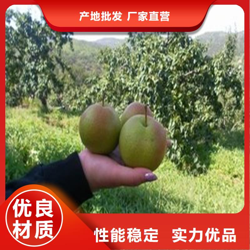 三红梨树苗种植管理技术厂家货源
