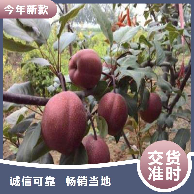 红梨树苗种植技术新疆