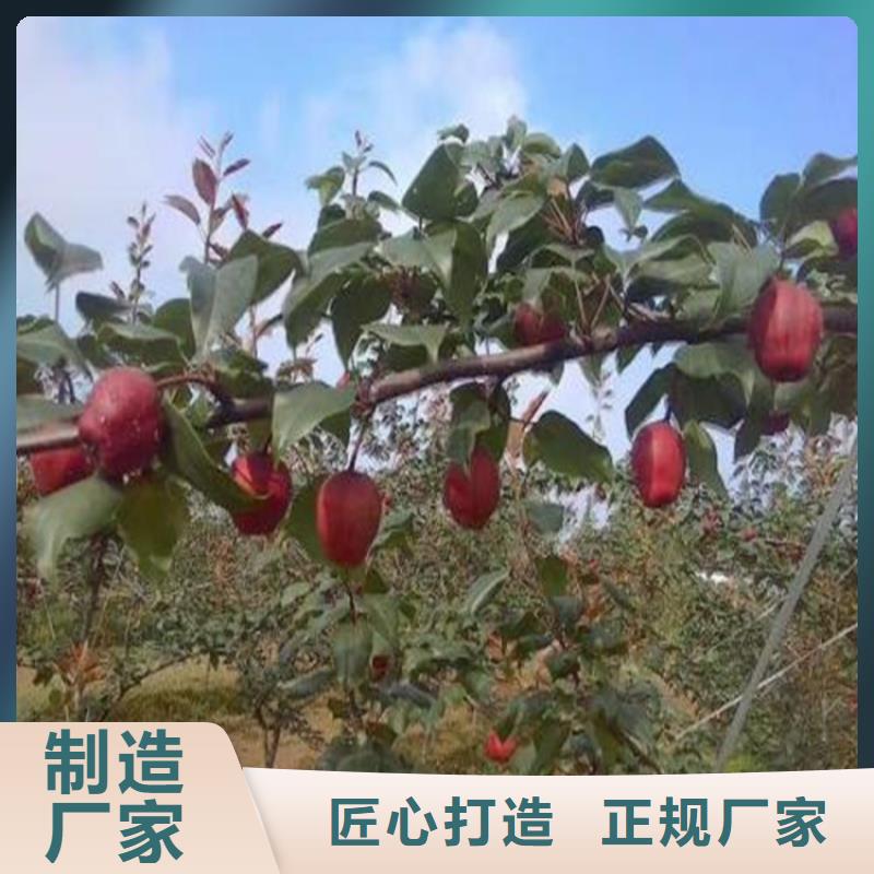 红梨树苗产量多少德宏