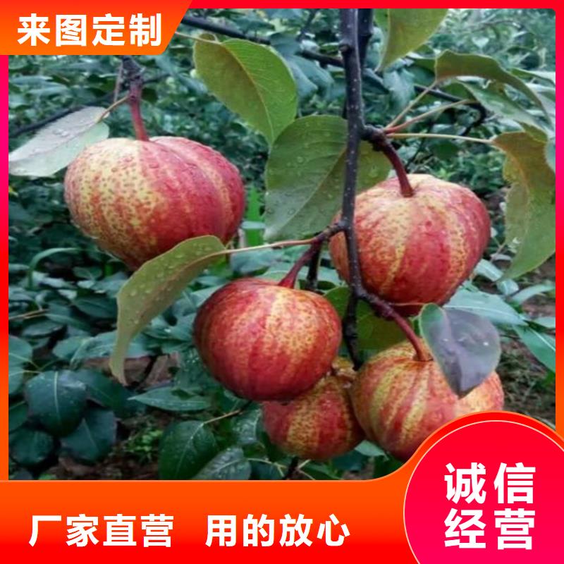 三红梨树苗种植管理技术认准大品牌厂家