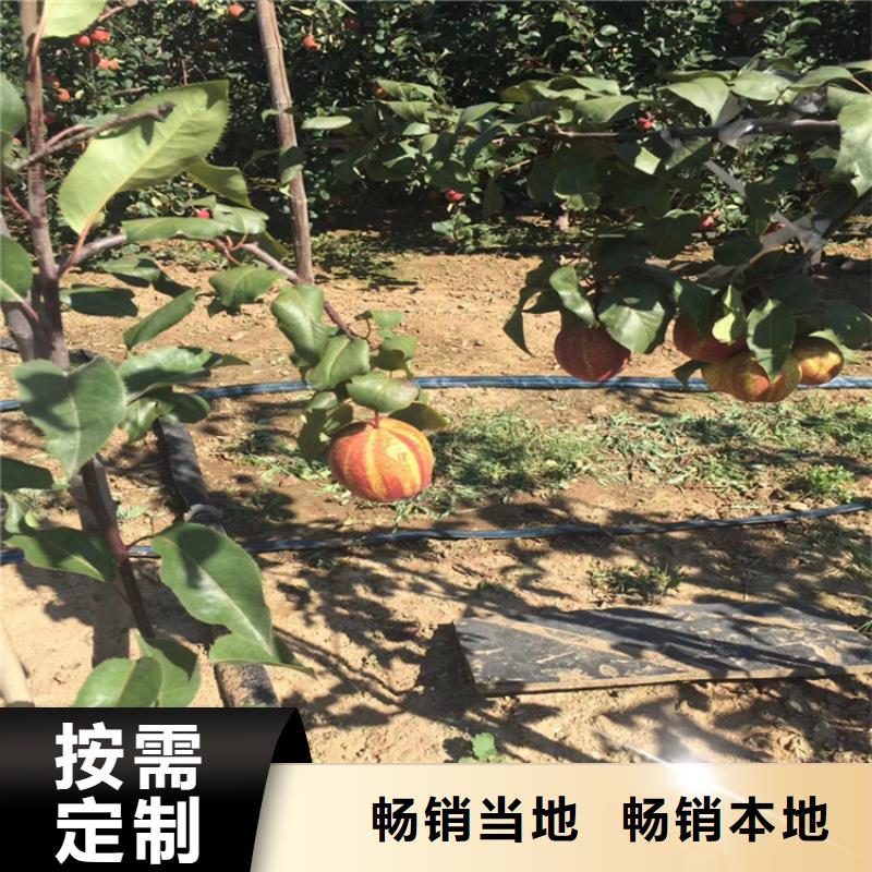三红梨树苗种植管理技术款式多样