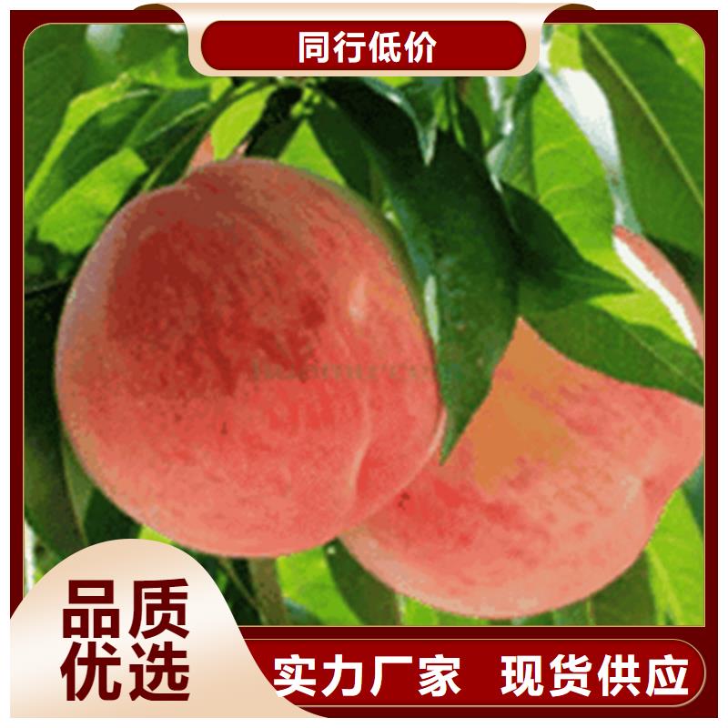 新品种桃树苗产量多少原料层层筛选