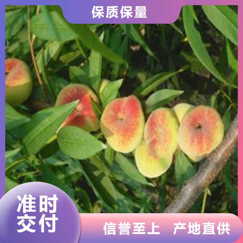 晚熟油桃树苗产量多少/轩园园艺场多种工艺