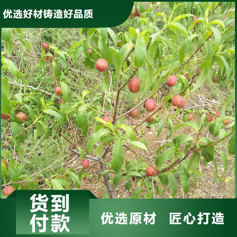 桃树苗种植管理技术本地货源