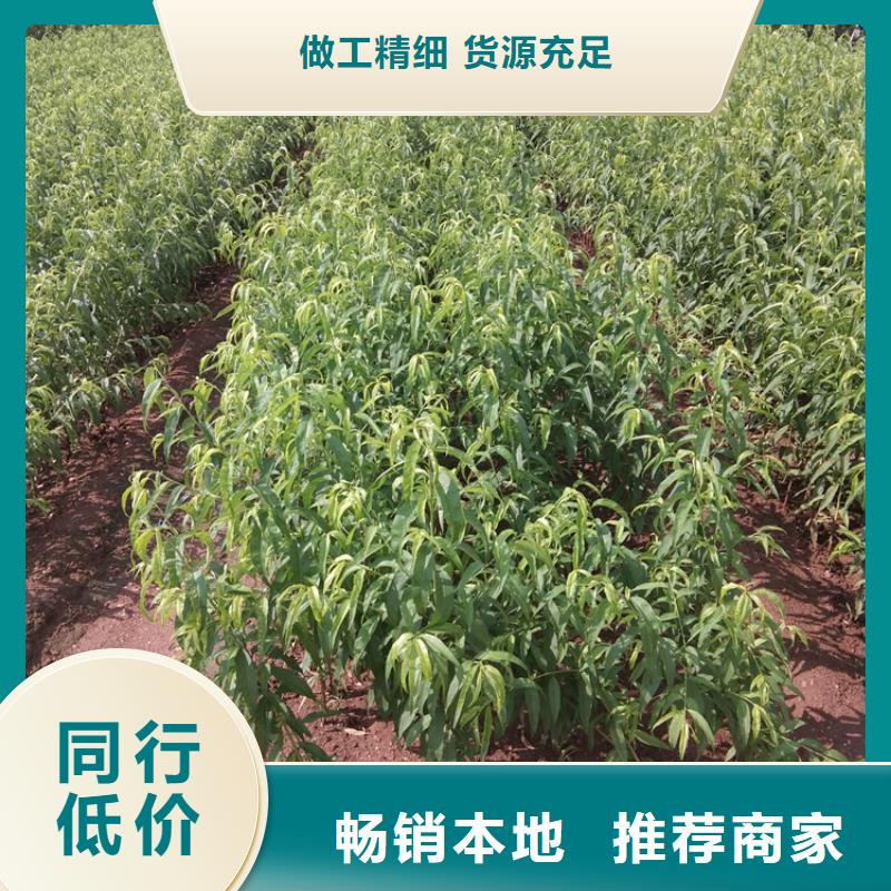 黄桃苗露天种植专业供货品质管控