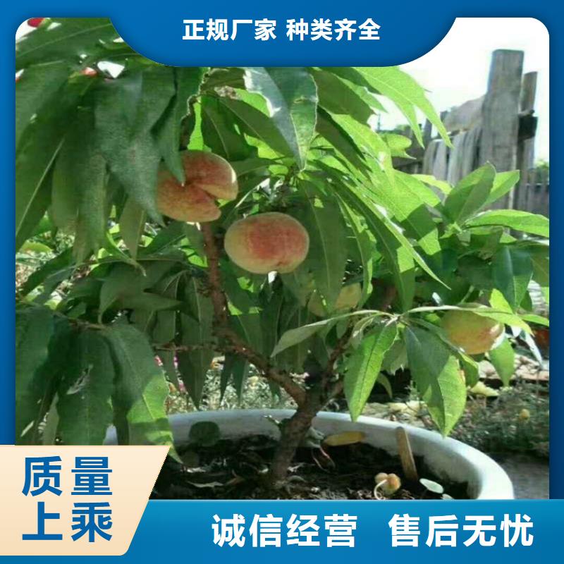 晚熟桃树苗种植管理技术/轩园园艺场湘西