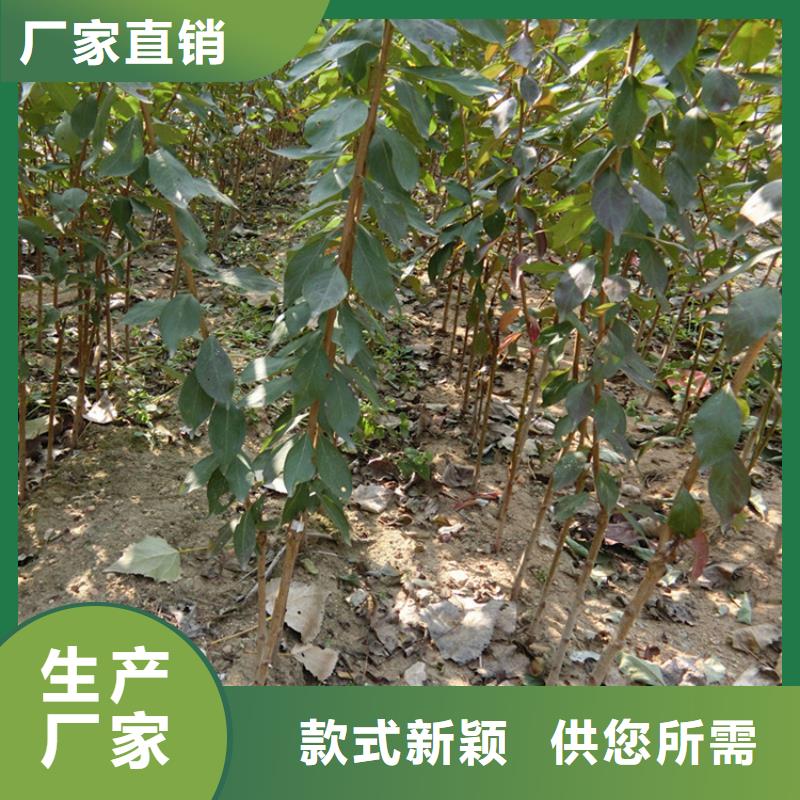 国丰李子树适合种植地区/轩园园艺场源头厂家来图定制